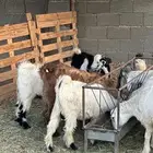 تيوس بريه وخرفان ورخال من بيشه