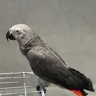 للبيع أنثى كاسكو أليفه مع قفص و ستاند هدية