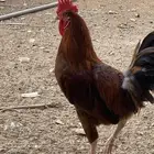 دجاج وديوك
