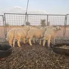 للبيع هرافي خرفان حريه