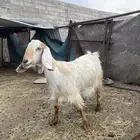 معزا عوارض منوه القاني حلال بر