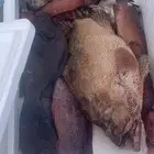 قوارب ابوات رحلات نزهة صيد بياضة غوص بوت قارب شباب وعوائل