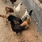 دجاج بلدي