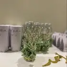 توزيعات مواليد