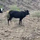 بقر للبيع