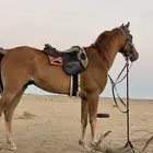 حصان شعبي البيع ب كامل اغراضه