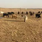 معزا عوارض مواليد(((تم البيع )))