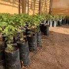 شتلات قهوه خولاني السعر من 15