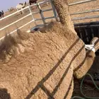 بكره بريه مسحوبه من تحت امها