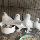 جوز تركي منتج