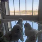 فروخ بادجي هدد