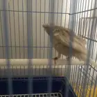 جوز كناري ايراني كرست