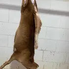 ذبايح طيبه مقفله لحم وشحم