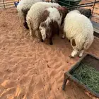 للبيع عدد 4 طليان نعيم