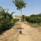 اشجار ومشاتل شتلات باقل الاسعار