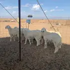 حري للبيع ذبايح مناسبات ذبائح ثلاجه يوجد توصيل