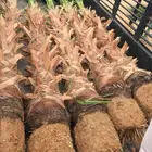 نخل زينه للبيع باسعار مناسبة