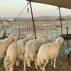 ذبايح حري ذبائح مناسبات طليان رخال