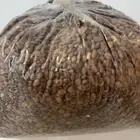 بذور غاف خليجي الكيلو 300وتسب