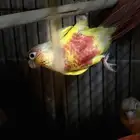 كنيور اناناس رد فاكتور