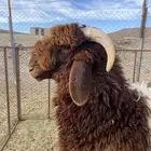 خروف فحل صنف تم البيع