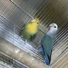 جوزين منتجه عندي شرط