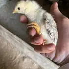 صيصان بلدي