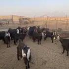 معزا للبيع