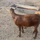 معزاء محايليه تم البيع