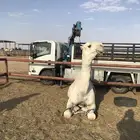 نقل ابل لنقل الابل والاغنام دنه دينه دنا