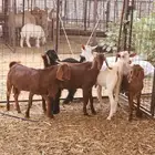 6 تيوس للبيع