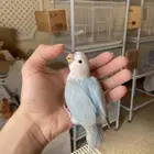 روز اليف