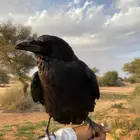 غراب ريفن هدد متكلم