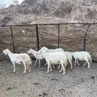 للبيع ضانه.