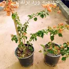 شتلات بسعر الجملة