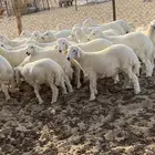 الشميسي طريق الخواجات قبل حوش الجابري يسار