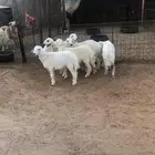 6 خرفان 4 شهور فل شحم واطراف راهيه