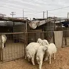 خرفان حريات