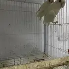 زوج روز البينو عيون حمراء