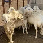 ضان حرش مقاني
