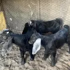 النوع   تيوس