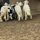 النوع 4 رخال وطلى