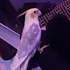 ذكر كروان أليف