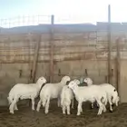 خرفان حريات