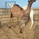 قعدان