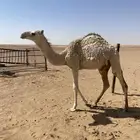 بكره مفروده