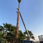 نخل واشنطني للبيع باسعار مناسبة