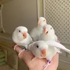 فروخ ببغاء روز مفطومه