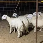 حري ذبايح مناسبات ذبائح ثلاجه يوجد توصيل