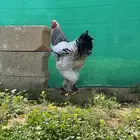 ديك براهما كولمبي